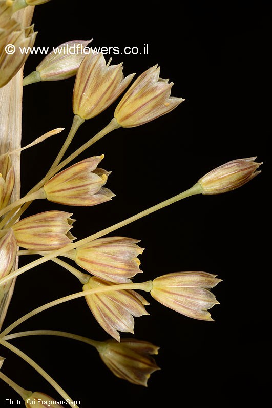 Allium  therinanthum 